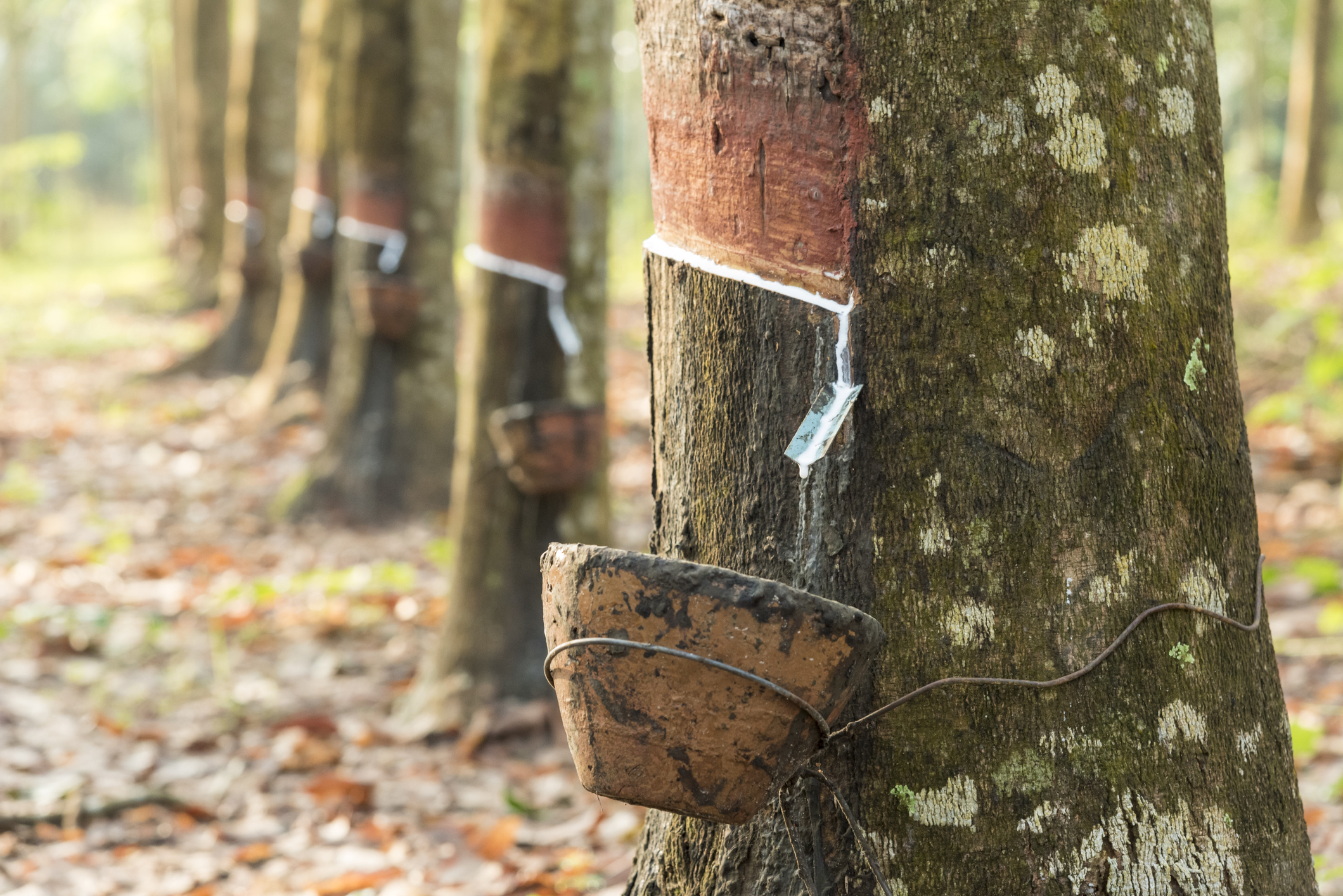 Natural rubber: It doesn't come from the rubber tree in your