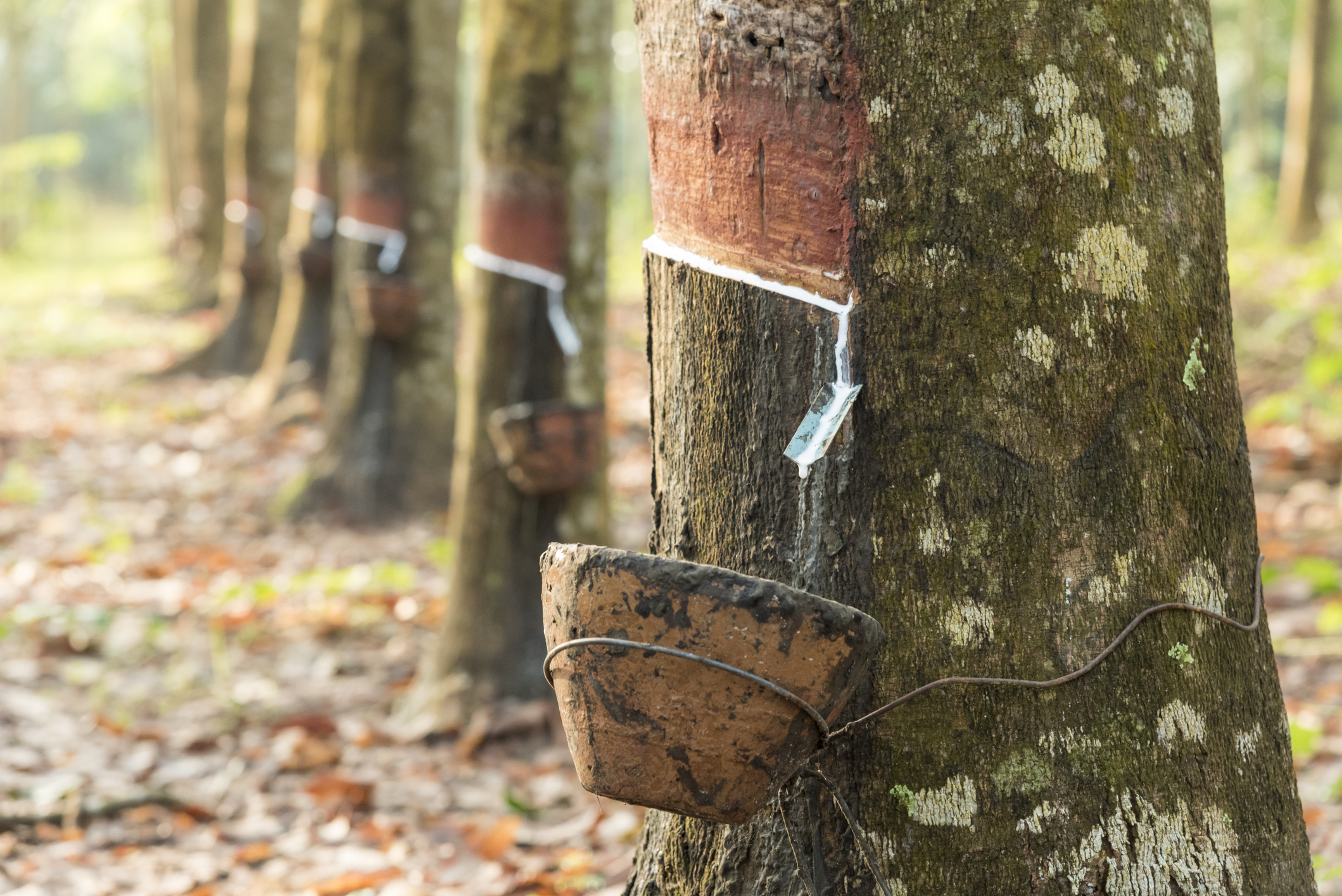 How Is Natural Rubber Made Official Apple Rubber Blog