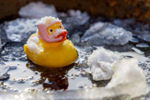 A rubber duck sits in the waterhole of a frozen puddle in the middle of ice
